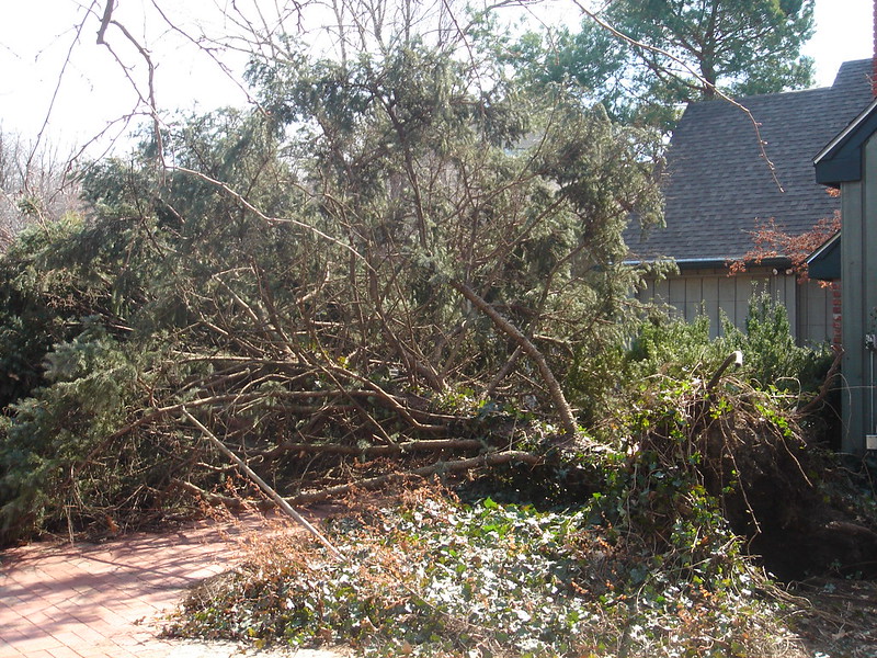 Prescott Tree Service